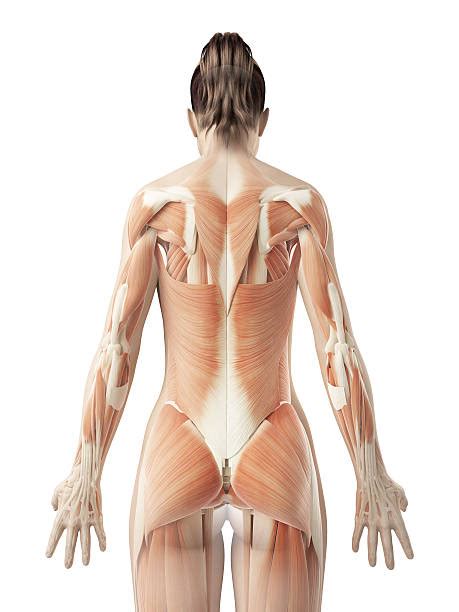 Choose from 500 different sets of flashcards about anatomy back muscles on quizlet. Female Muscle Anatomy Stock Photos, Pictures & Royalty ...