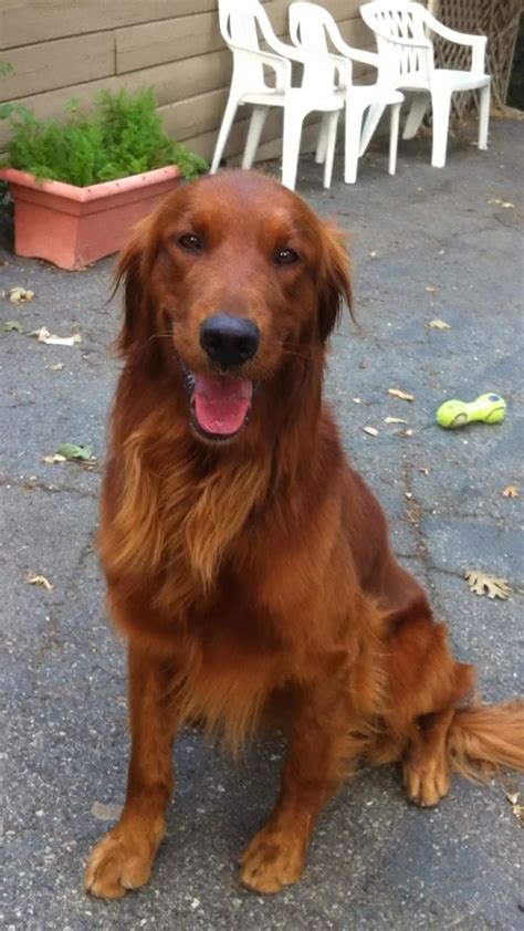 An adoption of a rescued golden retriever is a lifetime commitment to your new dog. Image detail for -Chesney » Southern California Golden ...