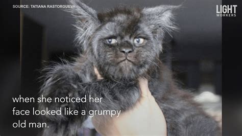 View image in full screen. Cat with a Human-Like Face Goes Viral - YouTube