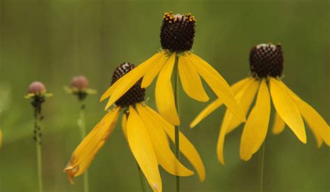 Browse our yellow prairie coneflower images, graphics, and designs from +79.322 free vectors graphics. Yellow coneflower in the prairie | Plants, Flowers, Garden