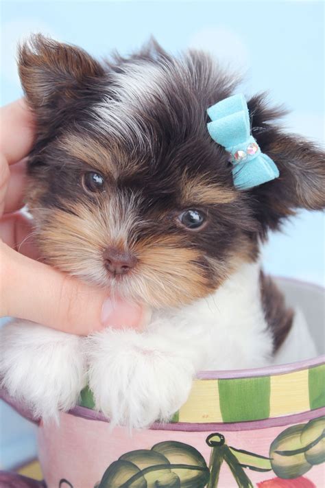 Teacup pocketsize toy tiny yorkshire terrier. Parti Yorkie Puppies For Sale In Florida - Animal Friends