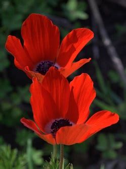 In both cases, the colors have been very vibrant. Flowers and nature | Israel | Nahal Poleg-Park Yakum