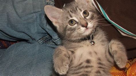 June is Adopt-A-Cat month! Here's why you need to go get ...