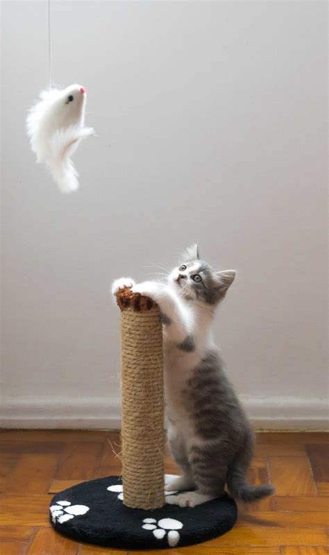 Cute wallpaper kucing kartun pink. Koleksi Gambar Kucing Comel Manja Gebu Lucu & Cute (Kartun ...
