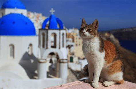 Choosing names for a gray cat isn't always easy, as many grey cats only have this one color and no unique pattern. 100+ Best Greek Cat Names | Female and Male | Pawsome Kitty