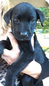 Labrador retriever puppies for sale in louisiana our labs can be found across the country in forty (40) states from the great southwest to historic new england, from frigid alaska to the great state of louisiana. Baton Rouge, LA - Labrador Retriever Mix. Meet Marley, a puppy for adoption. http://www.adop ...
