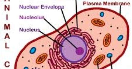 Maybe you would like to learn more about one of these? Animal Cell Model Diagram Project Parts Structure Labeled ...