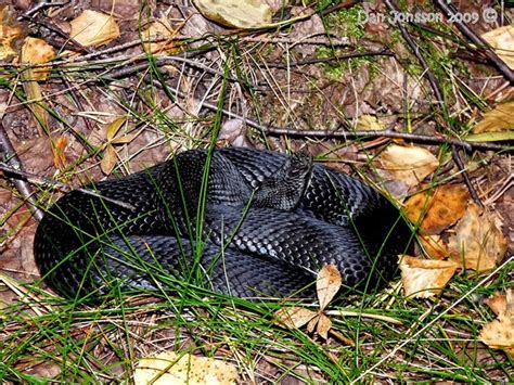 From old swedish hugormber, from old norse höggormr (a serpent), cognates include icelandic höggormur (a poisonous snake, a serpent). Bättre en huggorm i handen än .....! - Dan Jonssons Blogg