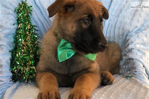 › puppy board and train programs › dog boarding training near me dog board and train programs do you have a puppy or dog that could use some manners? Nelson: Belgian Malinois puppy for sale near Lancaster ...