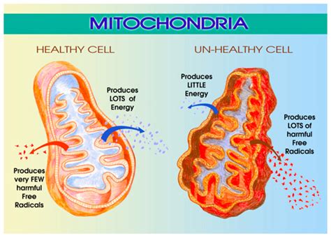 More mitochondrial mass is produced with consistent exercise. How to Promote Stem Cell Growth Naturally - Siim Land