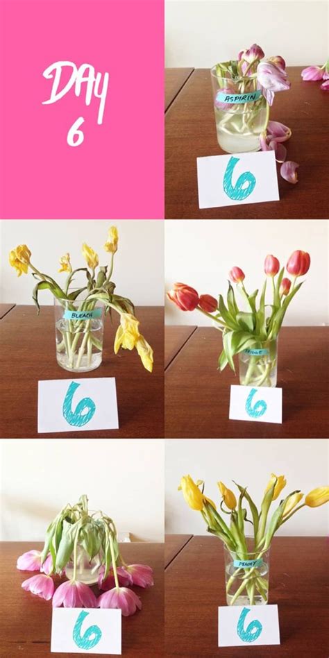 Select flowers just before they are. We Tried It: The Best Way to Keep Flowers Fresh | How to ...