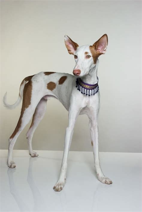 Ibizan hound puppies and dogs. Ibizan Dog Breed Information, Pictures, Characteristics ...