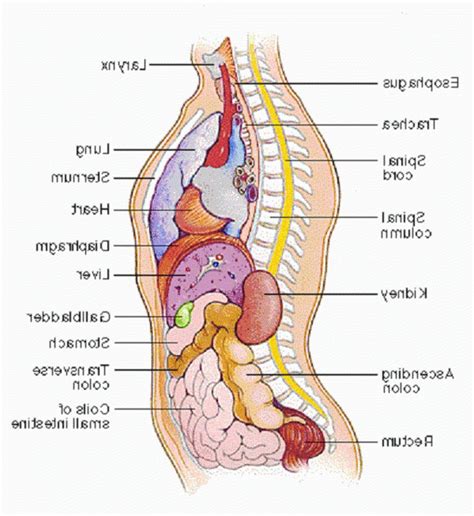 Back to the top of the page ↑. Anatomy Diagram Organs . Anatomy Diagram Organs Human Anatomy Back View Organs Human Anatomy ...