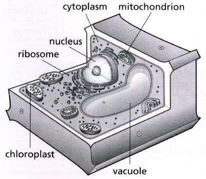 Plant cell grade 8 science textbook. Acadian Snyder 306: 8-4 & 8-7 Science Nov. 1 to Dec. 10th