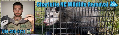 No matter your needs, our dedicated team will identify the issue and create a preventative treatment plan for your home or. Charlotte Animal Removal, Wildlife Control, Critter ...