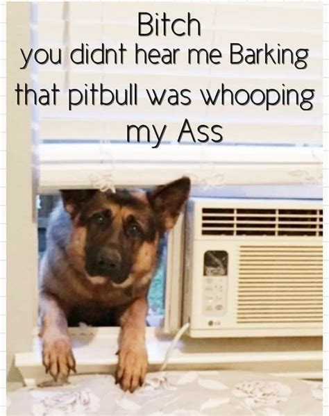 At memesmonkey.com find thousands of memes categorized into thousands of categories. Pin by Shauna Riley on Aye Yo Dog | Pitbulls, Working dogs ...