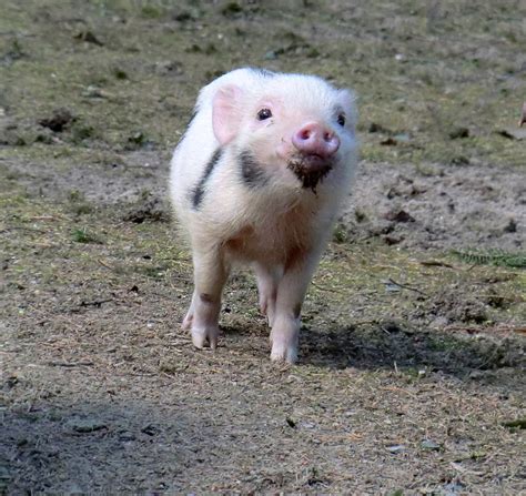 Das könnte ihnen auch gefallen. www.zoo-wuppertal.net - Mini-Schwein