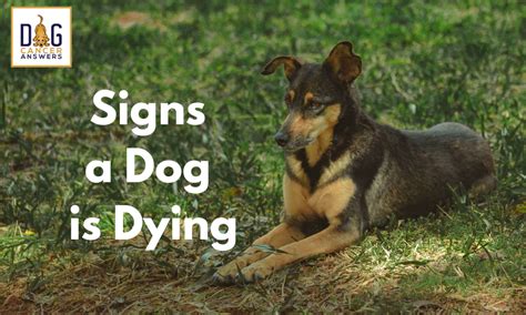 It's only natural to panic and think the worst, as a lump or mass in the breast is the most common symptom of breast cancer. Signs a Dog Is Dying - Dog Cancer Blog