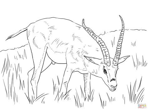 Safari or african savanna animals. African Safari Animals Coloring Pages - Coloring Home