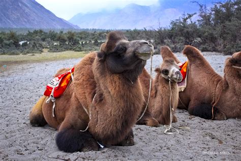 The humps are fat and water storage, allowing them to go a long time without food or water. Bactrian camels | Fully adapted to a cold desert climate ...