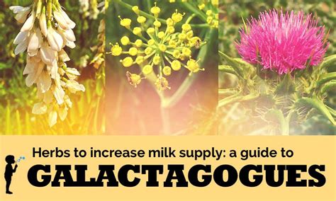 Fenugreek may help stimulate breast milk production and ease the flow. Herbs to increase milk supply: a guide to galactagogues ...