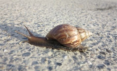 Maybe you would like to learn more about one of these? 台灣大蝸牛 非洲來的生殖專家 | 台灣動物新聞網