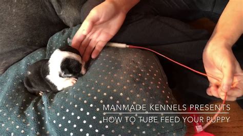 Some puppies have problems from day one, others fail to grow as expected, some pups start declining a few weeks after birth. HOW TO TUBE FEED A PUPPY; FADING PUPPY SYNDROME; PUPPY ...