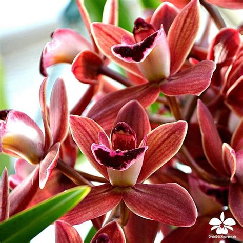 Wir stellen ihnen die schönsten orchideen für den garten vor. Cymbidium Hybride Orchideengarten Karge | Orchideen garten ...