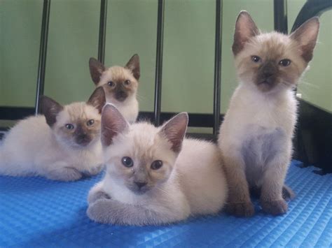 They have many human characteristics, they opinionated, talkative persian cats are known for being quiet and sweet, they love playing with children and reserve their affection for members of the family and only a. Siamese kittens - Milwaukee For Sale Offered - Claz.org