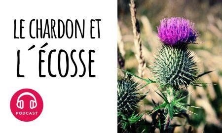 Podcast Choses à Savoir Pourquoi le chardon est-il l'emblème de l'Ecosse