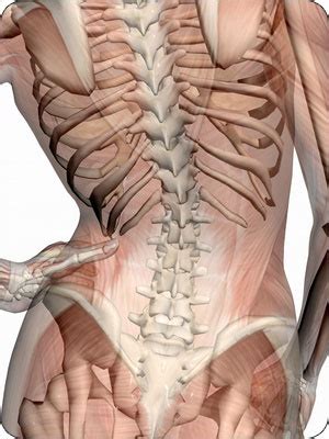 What makes up the pelvic girdle? Anatomy Pictures Of Lower Back And Hip - The Bones Of The Pelvis And Lower Back Anatomy Medicine ...