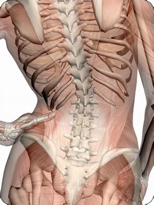 The human spine is composed of 4 sections of muscle injuries of the lower back are commonly caused by an improper lift, lifting while twisting, or a sudden movement or fall, which may cause lower back. Anatomy Pictures Of Lower Back And Hip - The Bones Of The Pelvis And Lower Back Anatomy Medicine ...