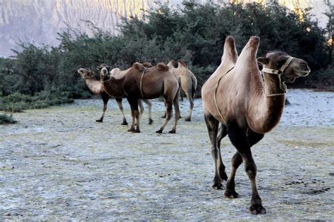 Apache camel provides a way for the developer to focus on their business logic without converting your data to a canonical. Nubra Valley : Bactrian Camel Ride in Hunder10 Year Itch ...