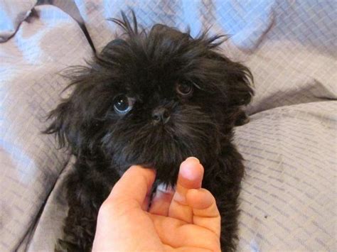 According to the akc, there are 19 different shih tzu colors and four types of markings. SWEETHEART! Shih Tzu Male -- Khan (black/white markings ...