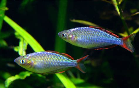 Werbungweilproduktgezeigt der regenbogenfisch von marcus pfister (autor, illustrator) der kleine regenbogenfisch ist sehr stolz. Diamant-Regenbogenfisch