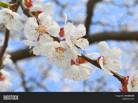 Feb 05, 2021 · for a drought tolerant tree to survive in a dry garden the tree has to have spread its roots well beyond the container. Flowering Apricot Tree Image & Photo (Free Trial) | Bigstock