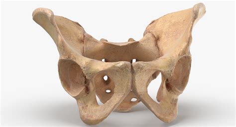 Human pelvis sacrum ilium 3D - TurboSquid 1454422
