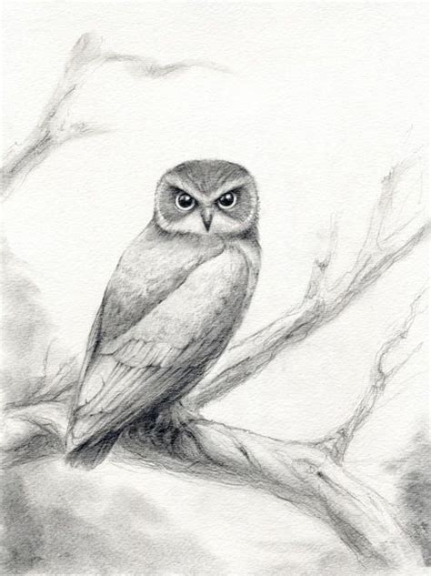 Angie, is a british artist that specialises in original pet portraits, based on pictures. boobook owl pencil art | Owls drawing, Owl artwork, Owl sketch