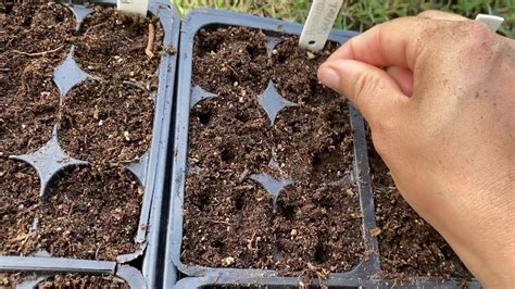 In nature, when seeds from a plant land on the surrounding soil, they often do not sprout right away. Fall Seeding - "How to Seed" part 1 - YouTube