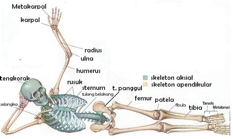 Maybe you would like to learn more about one of these? tulang | Loligo - Science Club