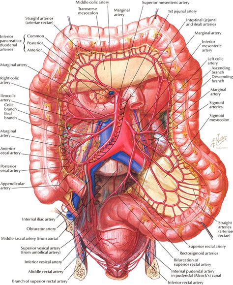 Traditionally, before entering the art academy, young artists spent four years in rigorous training. Ali Writes: Netter on Anatomy