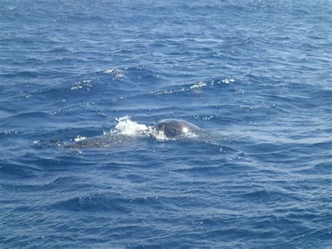 Check spelling or type a new query. Green Sea Turtles Mating Photos (KSLOF) -Living Oceans ...