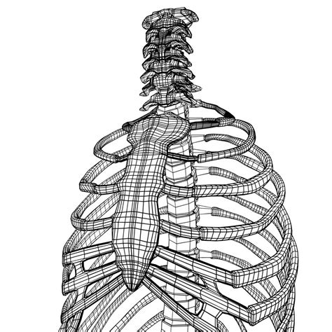 See more ideas about rib cage, human anatomy, anatomy. Human Rib Cage Drawing at GetDrawings | Free download