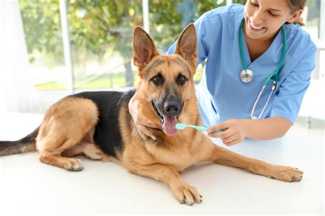 Some owners have reported paying as little as $100, while others report closer to $700! Professional Dog Teeth Cleaning | Northgate Vet