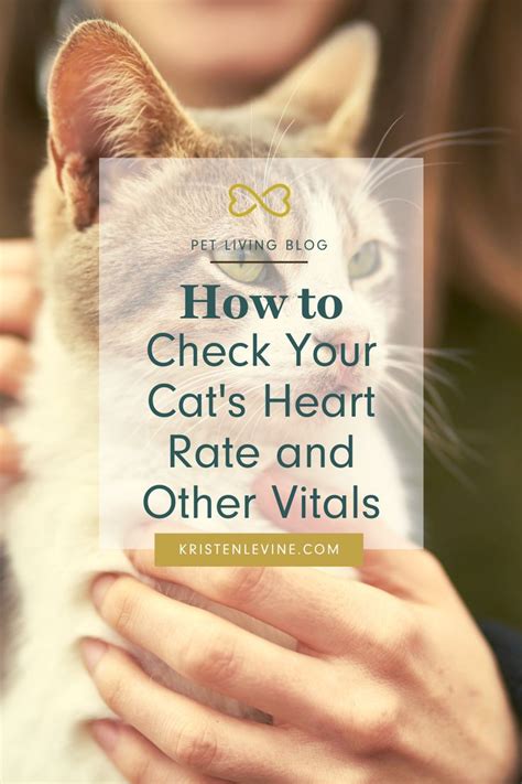 However, you cannot pass a human cold to your cat and vice versa. How to Check Your Cat's Vital Signs. | Vital signs, Normal ...