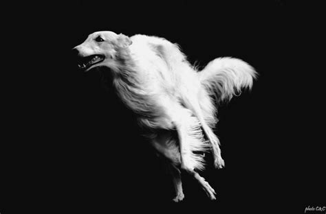 Nothing pleases borzoi more than running and chasing. z- Borzoi, 1, Running, Lf (Barzaia] | Borzoi dog, Dog mommy