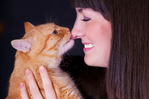 First things first, if your cat rubs against you or headbutts you, consider yourself special. Why Do Cats Lick You? 7 Things to Know - Catster