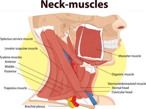 The clavicle is the bone closest to the axial skeleton and is commonly the muscles that attach to it do not obscure its superior and anterior surface in the front of the neck. Exercises to do While Driving - Neck Pain/Posture - Apple ...