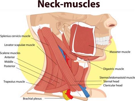 The clavicle, or collarbone, lies horizontally at the root of the neck. Exercises to do While Driving - Neck Pain/Posture - Apple ...