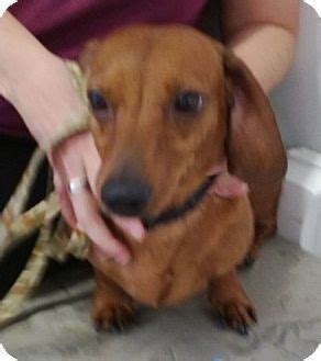 They have been brought up in our family home and have had lots of interaction care and attention they will leave to go to their new loving homes vet check. Colorado Springs, CO - Dachshund Mix. Meet Rusty a Dog for ...